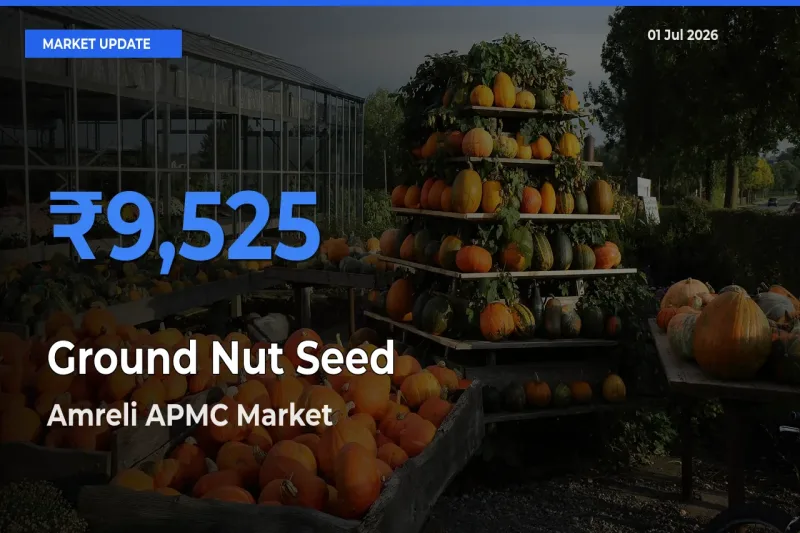 Amreli APMC Tops Ground Nut Seed Mandi Rates Today