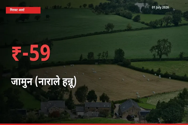 बाज़ार संकेत: जामुन (नाराले हन्नू) के भाव मंडी में 58.5% नीचे