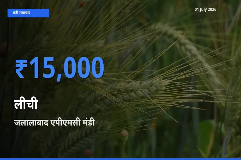 आज का मंडी भाव: लीची के सबसे ज़्यादा दाम जलालाबाद एपीएमसी में