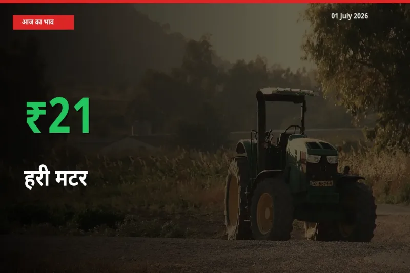 स्थानीय मंडी में हरी मटर के दाम अचानक 20.8% उछले, किसान सतर्क