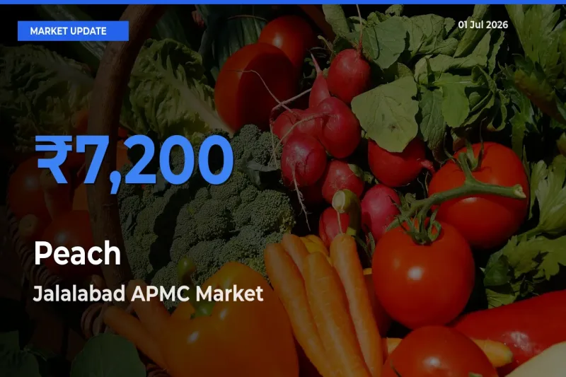 Farmers Prefer Jalalabad APMC as Peach Hits Highest Rate