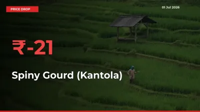 Spiny Gourd (Kantola) Prices Drop 21.01% – July 01 Market Update from Mandis