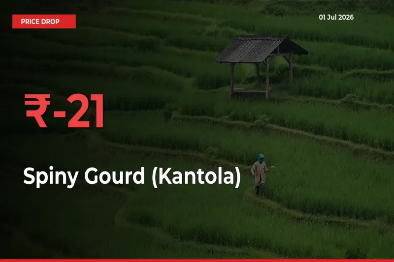 Spiny Gourd (Kantola) Prices Drop 21.01% – July 01 Market Update from Mandis