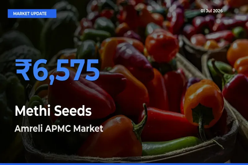 Market Watch: Amreli APMC Becomes Top Mandi for Methi Seeds