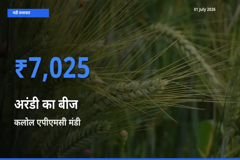 आज अरंडी का बीज के सबसे ज़्यादा दाम कलोल एपीएमसी मंडी में दर्ज