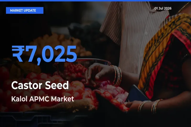 Kalol APMC Offers ₹7,025 – Highest Castor Seed Rate Today