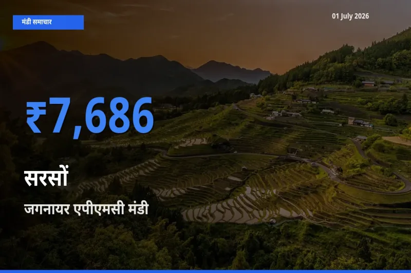 आज सरसों के सबसे ऊँचे दाम ₹7,686 जगनायर एपीएमसी मंडी में