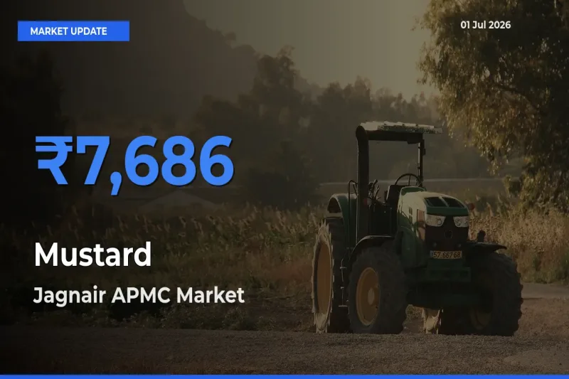 Jagnair APMC Offers ₹7,686 – Highest Mustard Rate Today