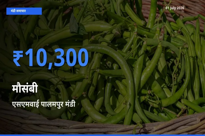 एसएमवाई पालमपुर मंडी में मौसंबी ₹10,300 पर पहुँचा – आज का सर्वोच्च भाव