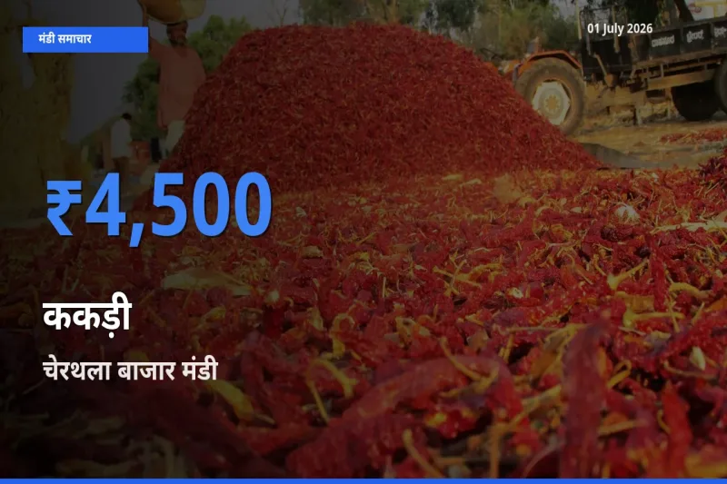 टॉप मंडी बना चेरथला बाजार! ककड़ी के सबसे ऊँचे दाम यहीं दर्ज
