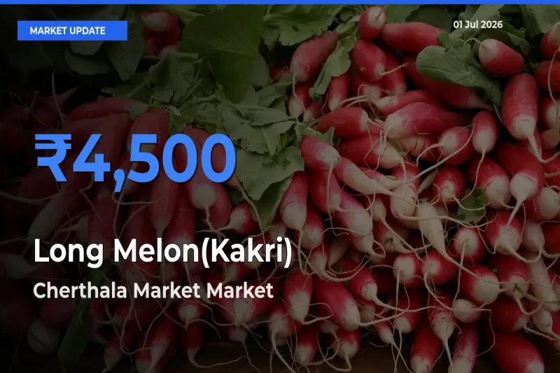 Cherthala Market Records Highest ₹4,500 Rate for Long Melon(Kakri)