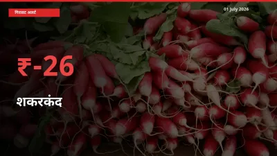 अचानक झटका! मंडी में शकरकंद के दाम 26.23% टूटे