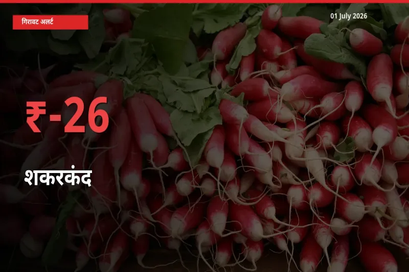 अचानक झटका! मंडी में शकरकंद के दाम 26.23% टूटे