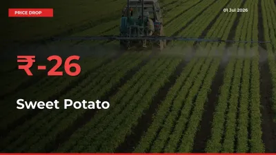 26.23% Drop in Sweet Potato Prices – Mandi Sees Sudden Fall