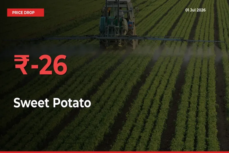 26.23% Drop in Sweet Potato Prices – Mandi Sees Sudden Fall