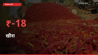 आज का मंडी भाव: खीरा के दाम मंडी में 17.63% नीचे