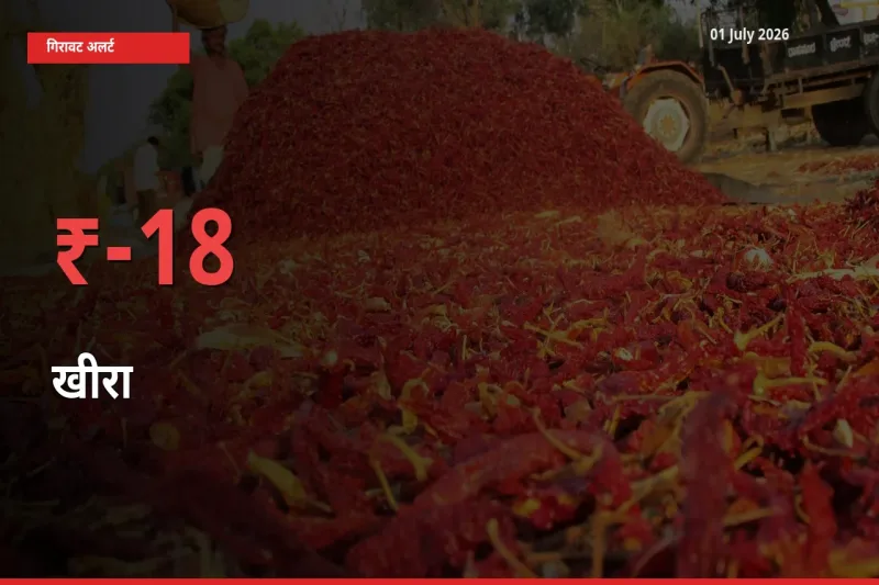 आज का मंडी भाव: खीरा के दाम मंडी में 17.63% नीचे