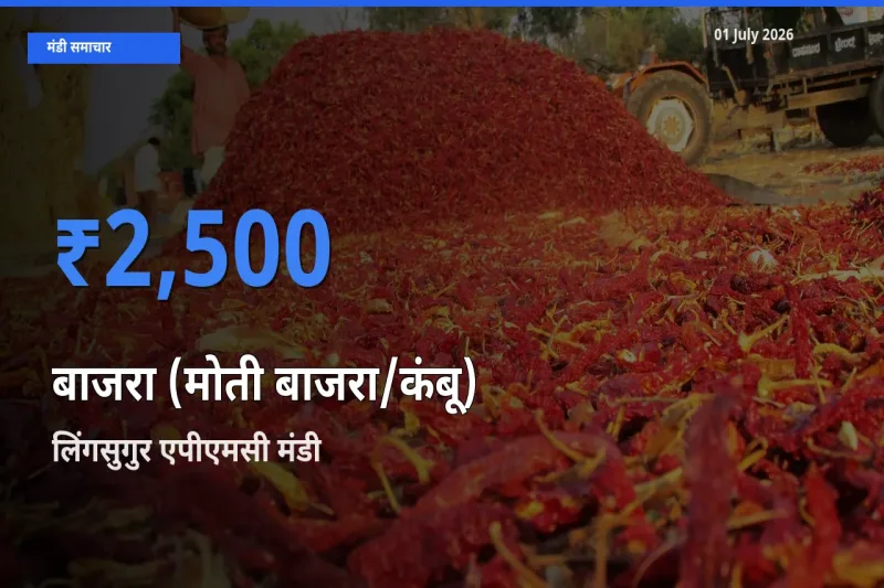 01 July अपडेट: बाजरा (मोती बाजरा/कंबू) के सबसे ऊँचे दाम लिंगसुगुर एपीएमसी मंडी में