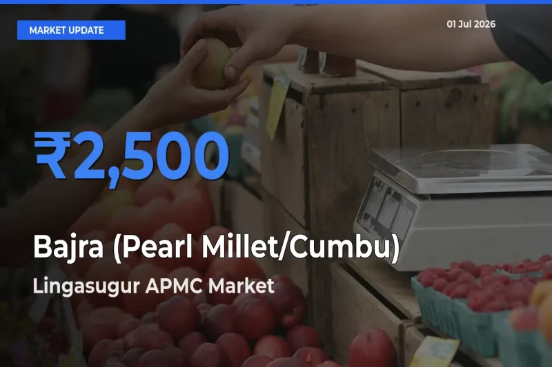 Market Watch: Lingasugur APMC Becomes Top Mandi for Bajra (Pearl Millet/Cumbu)