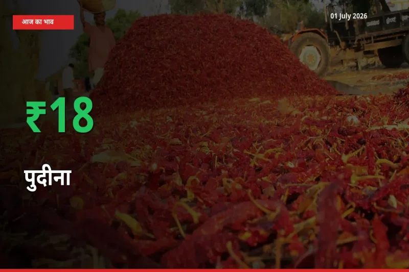 बाज़ार संकेत: पुदीना के भाव मंडी में 18.45% ऊपर