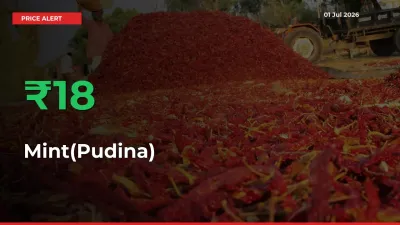 Sharp Jump! Mint(Pudina) Prices Climb 18.45% in 24 Hours at Key Mandis