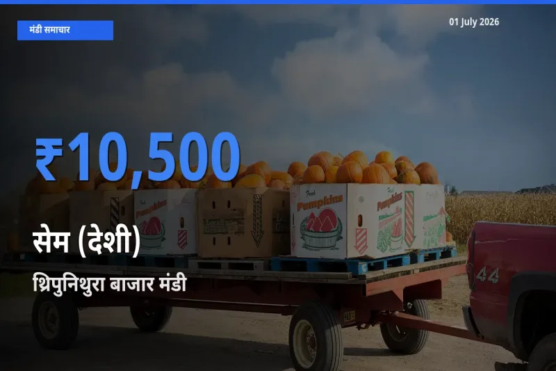 बाज़ार संकेत: थ्रिपुनिथुरा बाजार बना सेम (देशी) के लिए आज की टॉप मंडी