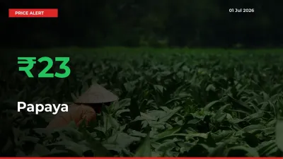Farmers Cheer as Papaya Prices Surge 23.21% in Local Mandis