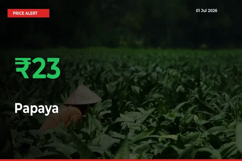 Farmers Cheer as Papaya Prices Surge 23.21% in Local Mandis