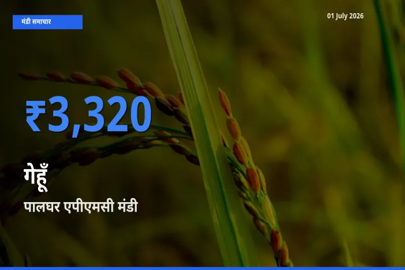 पालघर एपीएमसी में गेहूँ का आज सबसे ऊँचा भाव