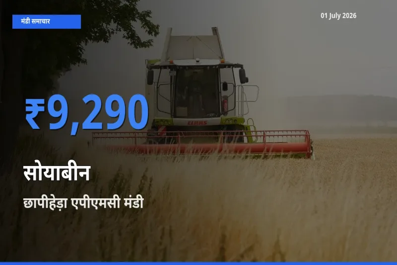01 July अपडेट: सोयाबीन के सबसे ऊँचे दाम छापीहेड़ा एपीएमसी मंडी में
