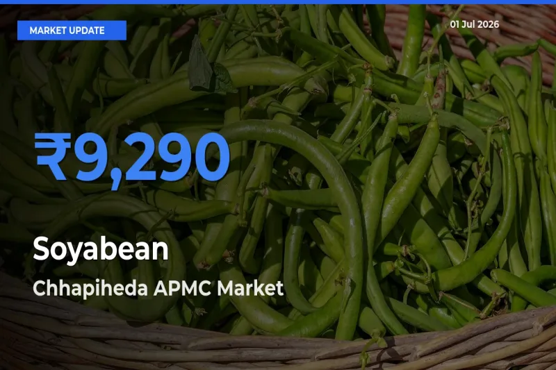 Chhapiheda APMC Tops Soyabean Mandi Rates Today