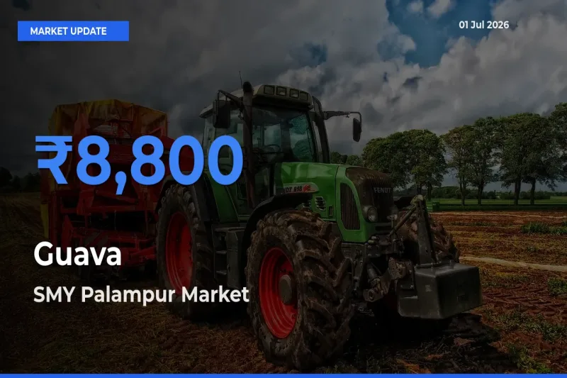 SMY Palampur Tops Guava Rates – July 01 Market Update