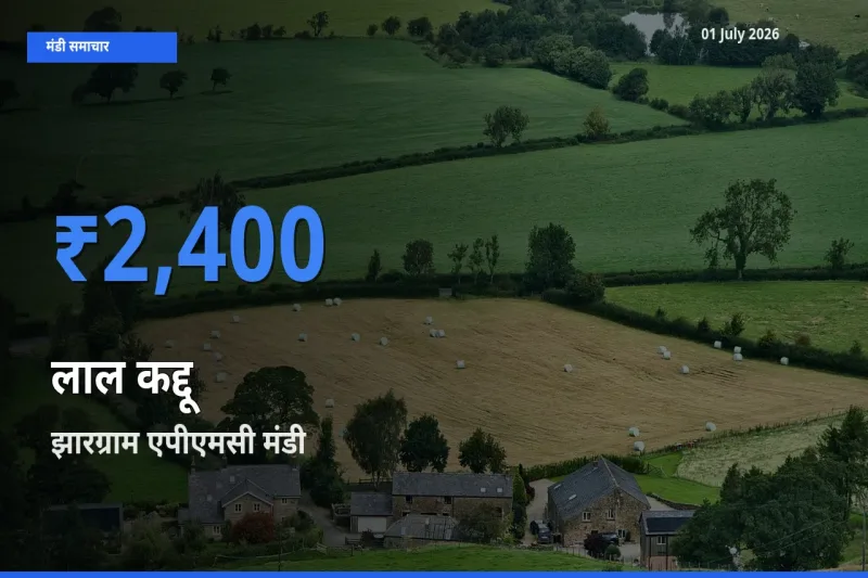 किसानों की पसंद बना झारग्राम एपीएमसी, लाल कद्दू के सबसे अच्छे दाम