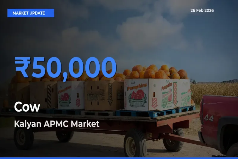 Cow Mandi Rate Today: Kalyan APMC Tops the List