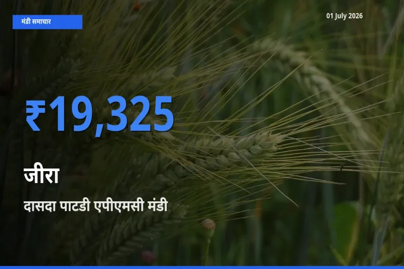 आज जीरा के सबसे ज़्यादा दाम दासदा पाटडी एपीएमसी मंडी में दर्ज