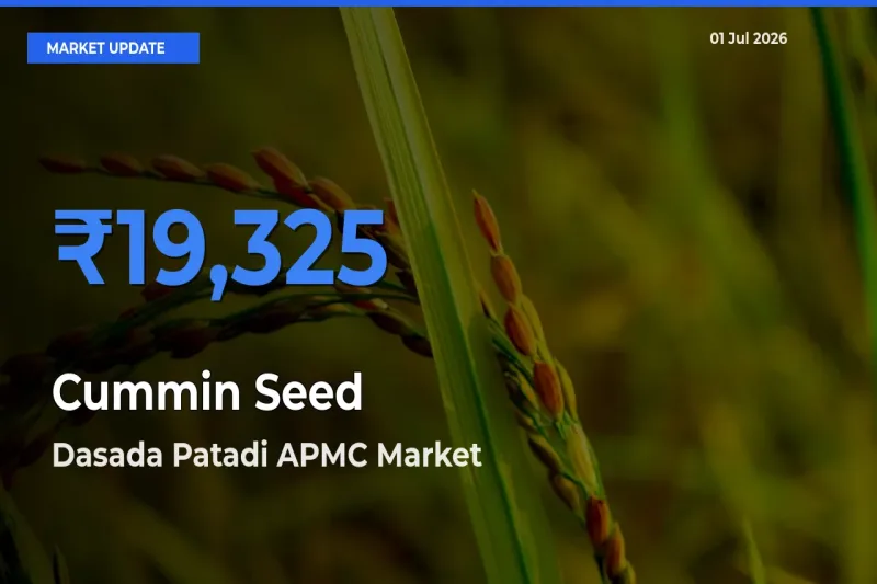 Dasada Patadi APMC Leads as Top Mandi for Cummin Seed Prices