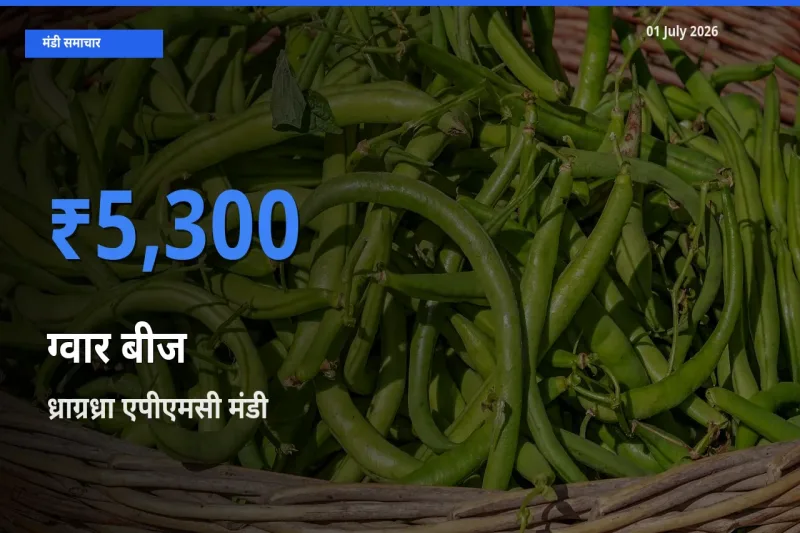 01 July अपडेट: ग्वार बीज के सबसे ऊँचे दाम ध्राग्रध्रा एपीएमसी मंडी में