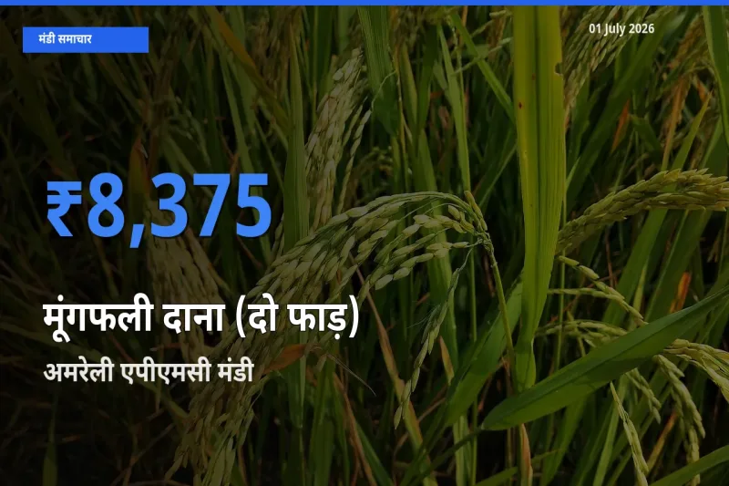 आज का मंडी भाव: मूंगफली दाना (दो फाड़) के सबसे ज़्यादा दाम अमरेली एपीएमसी में