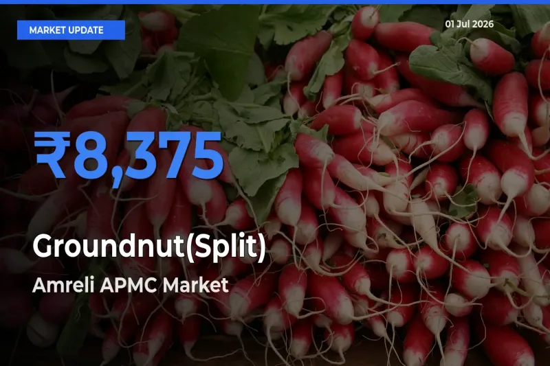 Top Performer! Amreli APMC Offers Best Groundnut(Split) Price Today