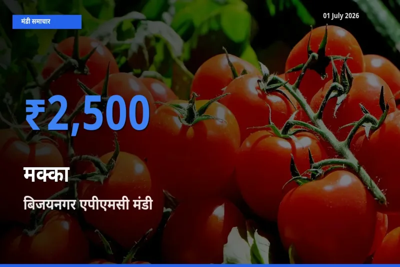टॉप मंडी बना बिजयनगर एपीएमसी! मक्का के सबसे ऊँचे दाम यहीं दर्ज