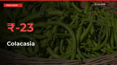 Colacasia Prices Drop 22.8% in 24 Hours at Major Mandis