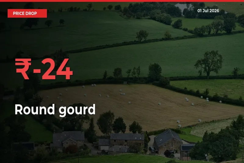 Round gourd Falls 24.44% at Mandis