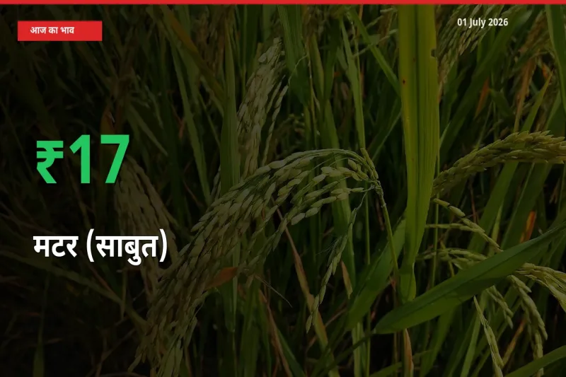 स्थानीय मंडी में मटर (साबुत) के दाम अचानक 17.01% उछले, किसान सतर्क