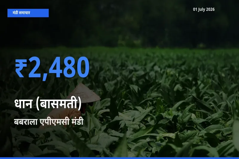 01 July अपडेट: धान (बासमती) के सबसे ऊँचे दाम बबराला एपीएमसी मंडी में