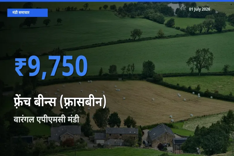 आज का मंडी भाव: फ़्रेंच बीन्स (फ़्रासबीन) के सबसे ज़्यादा दाम वारंगल एपीएमसी में