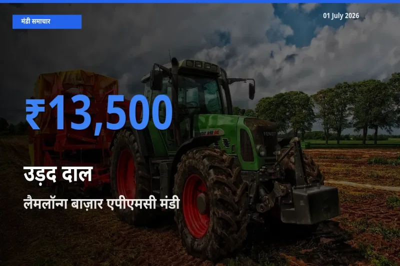 आज उड़द दाल के सबसे ज़्यादा दाम लैमलॉन्ग बाज़ार एपीएमसी मंडी में दर्ज