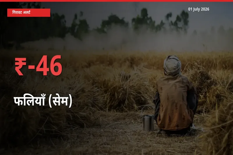 स्थानीय मंडी में फलियाँ (सेम) के दाम अचानक 45.96% गिरे, किसानों की चिंता बढ़ी