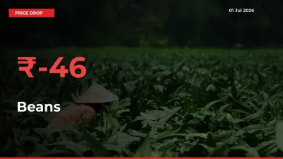 Beans Prices Drop 45.96% – July 01 Market Update from Mandis