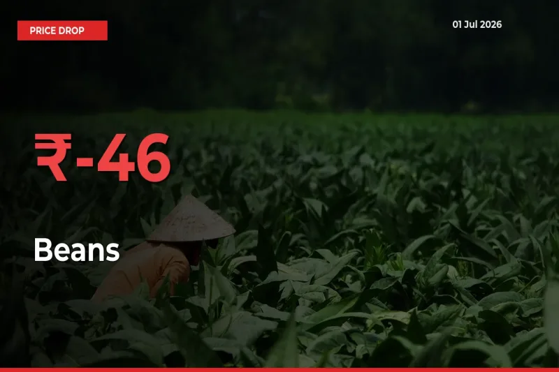 Beans Prices Drop 45.96% – July 01 Market Update from Mandis