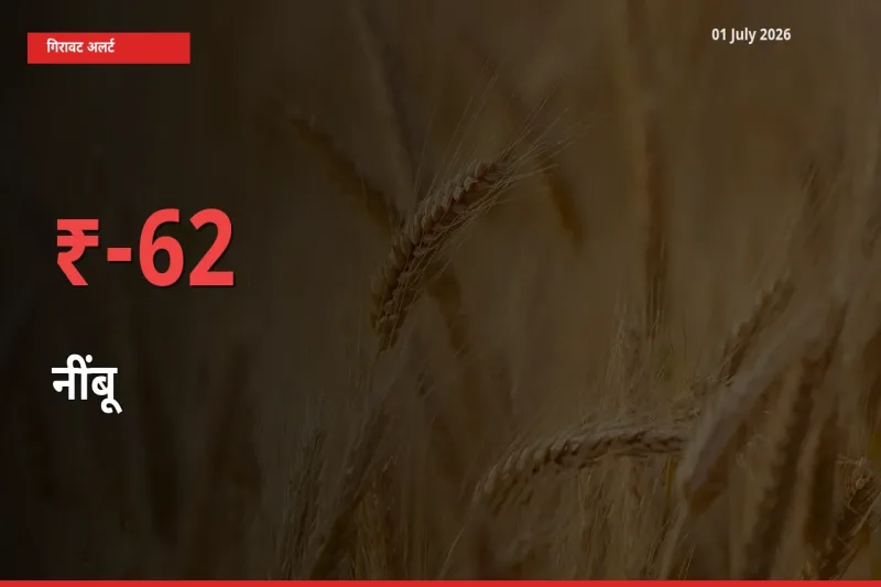 किसानों की चिंता बढ़ी! स्थानीय मंडी में नींबू 62.39% गिरा